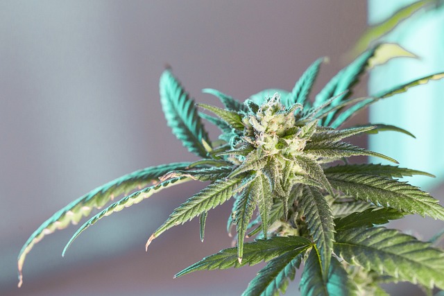 Exploring THCA Buds: A Detailed Look at the Rising Cannabinoid