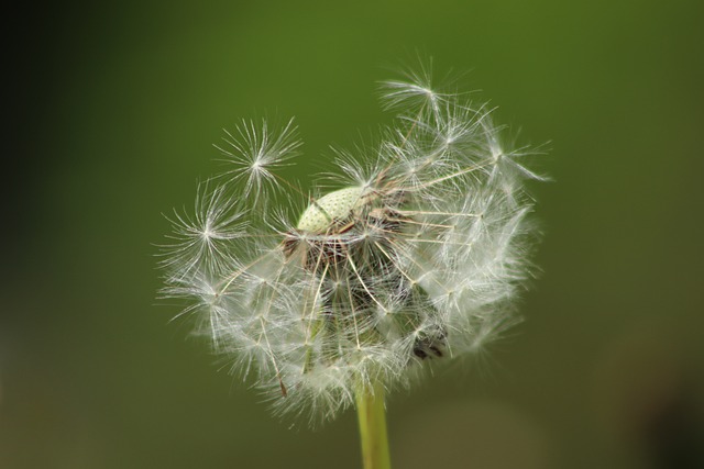 Maximizing Pain Relief with THCA Flower: Sourcing, Storage, and Activation Tips