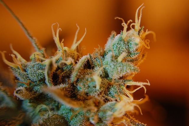 THCA Flower Explored: Benefits, Growing Tips, and Differences from CBD Buds