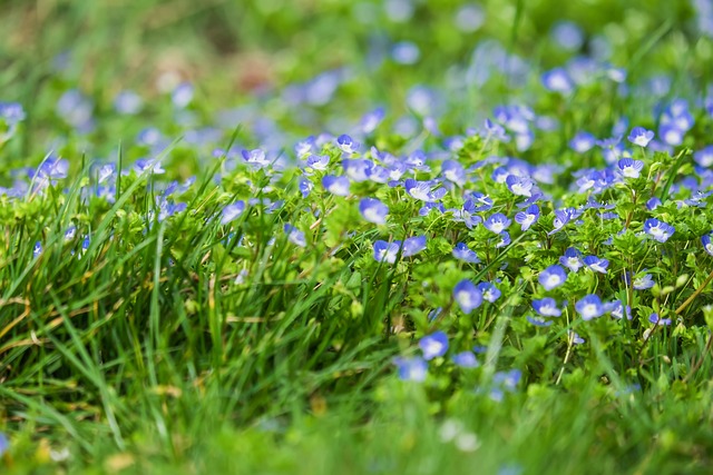 Maximizing Pain Relief with THCA Flowers: A Comprehensive Guide