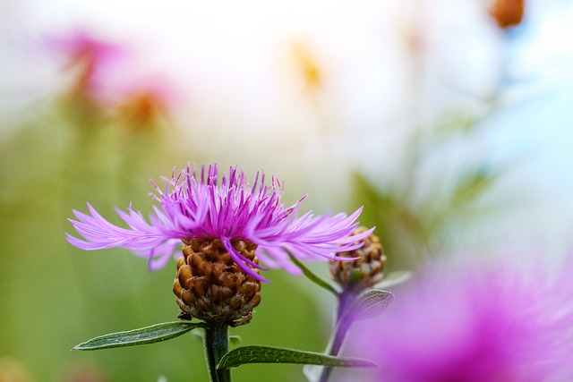 Maximizing Pain Relief with THCA Flower: A Guide to Sourcing, Storing, and Consuming Effectively