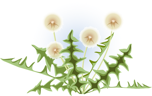 THCA Flower Extract Benefits: A Comprehensive Guide and Comparative Analysis