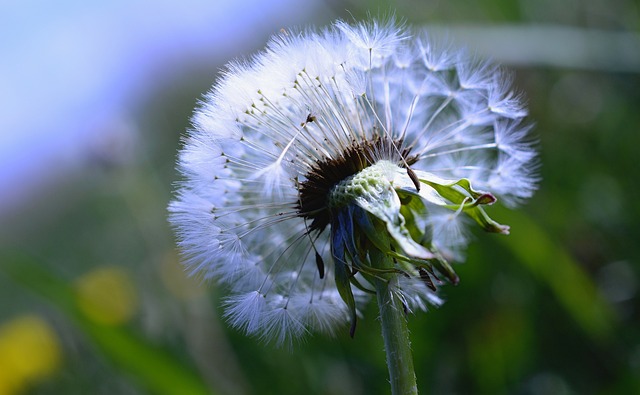 Decoding THCA Flower: A Comprehensive Analysis of Its Potential and Distinction from CBD Buds