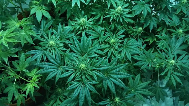 Maximizing Pain Relief with High-Quality THCA Flowers: A Grower’s Guide