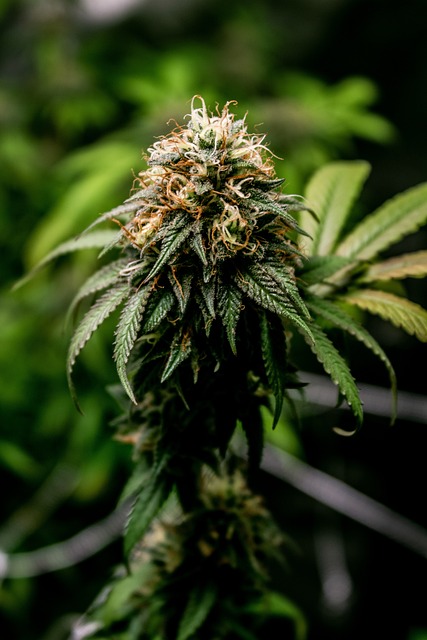 Decoding THCA Buds: A Detailed Guide to Their Benefits and Cultivation