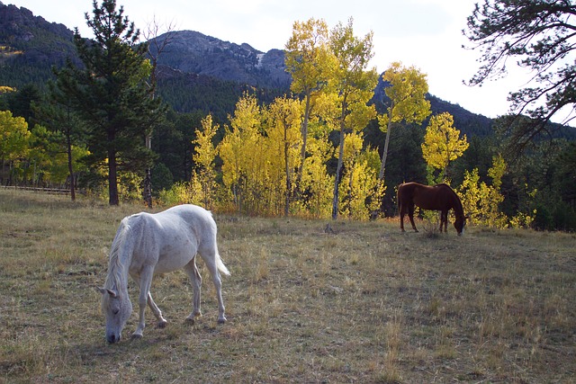 Denver After Dark: A Guide to Colorado’s Cultural and Nightlife Hotspots