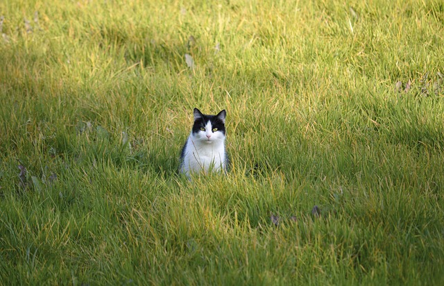 Lawn Care & Landscaping: Transform Your Space, Nurture Nature, Smile