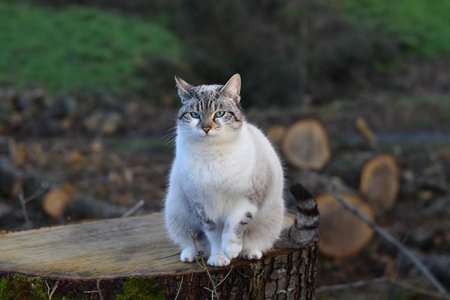 Trusted Pet Sitting: Discover Fun, Certified Dogs & Happy Tails