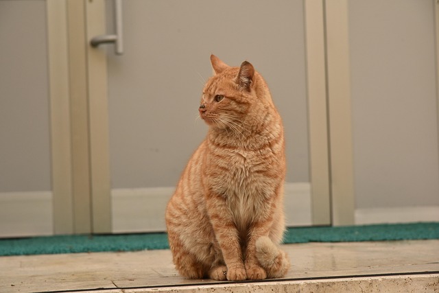 Find Proven Trusted Dog Breeds for Optimal Family Fun with Superior Playmates