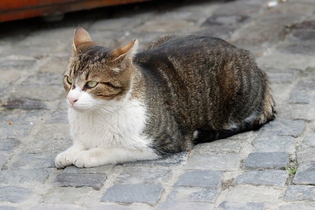 Ensuring Peace of Mind: The Role of Trustworthy Pet Sitters & Dog Walkers