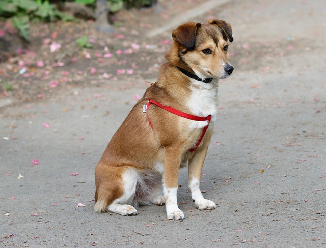 Trusted Dog Walking Services: Superior Care for Happy Pets & Families