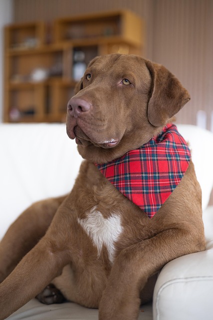 Trusted Pet Care: Innovate, Ensure Well-being, Best Friends Safe While You’re Away