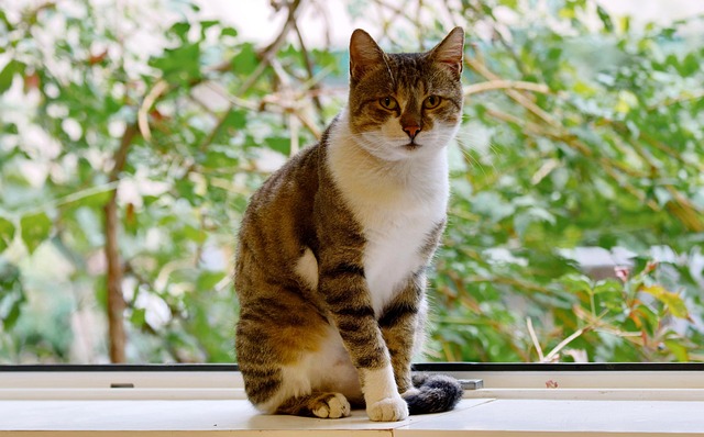 Fun-Loving Pet Sitters: Unlocking Joyful Experiences for Furry Friends