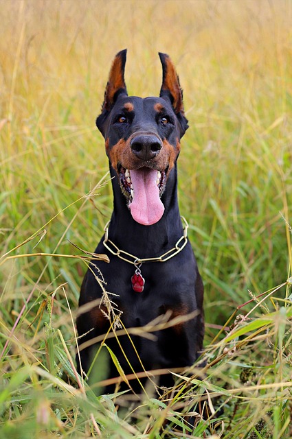 Pet Sitting & Dog Walking: Playful Adventures for Healthy Living