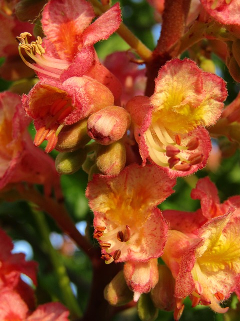 Paver Sealing Buckeye