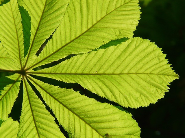 Paver Sealing Buckeye