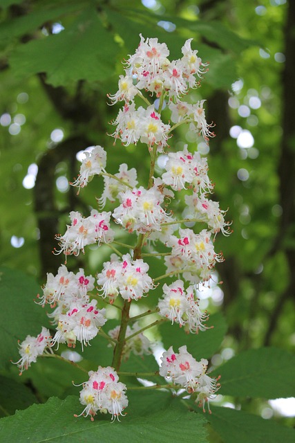 Paver Sealing Buckeye