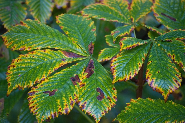 Paver Sealing Buckeye